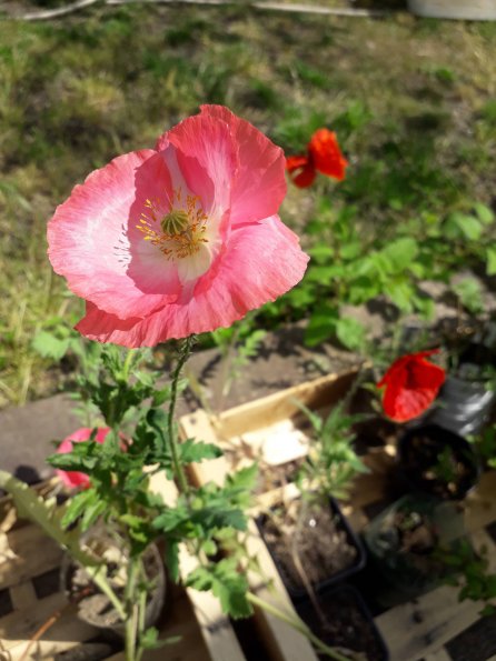Coquelicot
